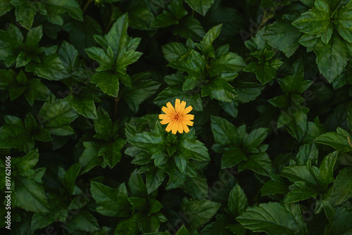 Sphagneticola trilobata, commonly known as the Bay Biscayne creeping-oxeye, merigold Singapore daisy, creeping-oxeye, trailing daisy, and wedelia, little yellow daisy, creeping daisy