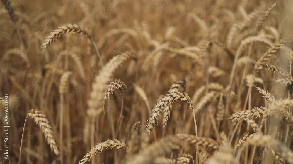 golden wheat ears are swaying by wind, closeup view in agricultural field in summer day, growing cereals. Ripe wheat ears swaying in wind in agricultural field. High quality FullHD footage golden wheat ears are swaying by wind, closeup view in agricultural field in summer day, growing cereals. Ripe wheat ears swaying in wind in agricultural field. High quality FullHD footage