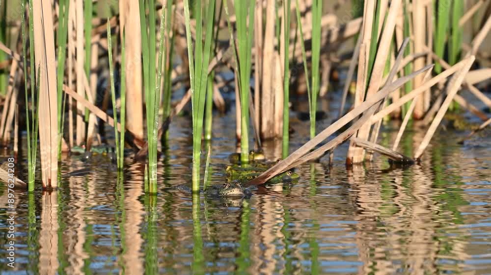 Green Marsh Frog Pelophylax ridibundus croaking on a beautiful light. Slow motion. Green Marsh Frog Pelophylax ridibundus croaking on a beautiful light. Slow motion.