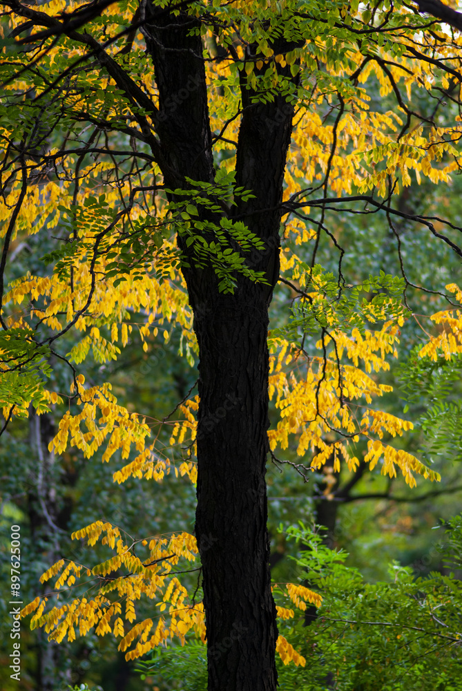 Dark tree trunk against the background of autumn foliage. Dark tree trunk against the background of autumn foliage.