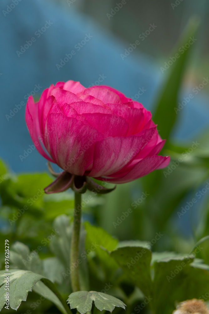 Pink ranunculus flower close-up, top view, garden flowers Pink ranunculus flower close-up, top view, garden flowers