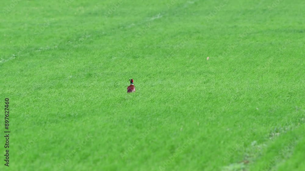 Male and female common pheasant Phasianus colchicus in the wild. A pheasant walks in a meadow. Slow motion. Male and female common pheasant Phasianus colchicus in the wild. A pheasant walks in a meadow. Slow motion.