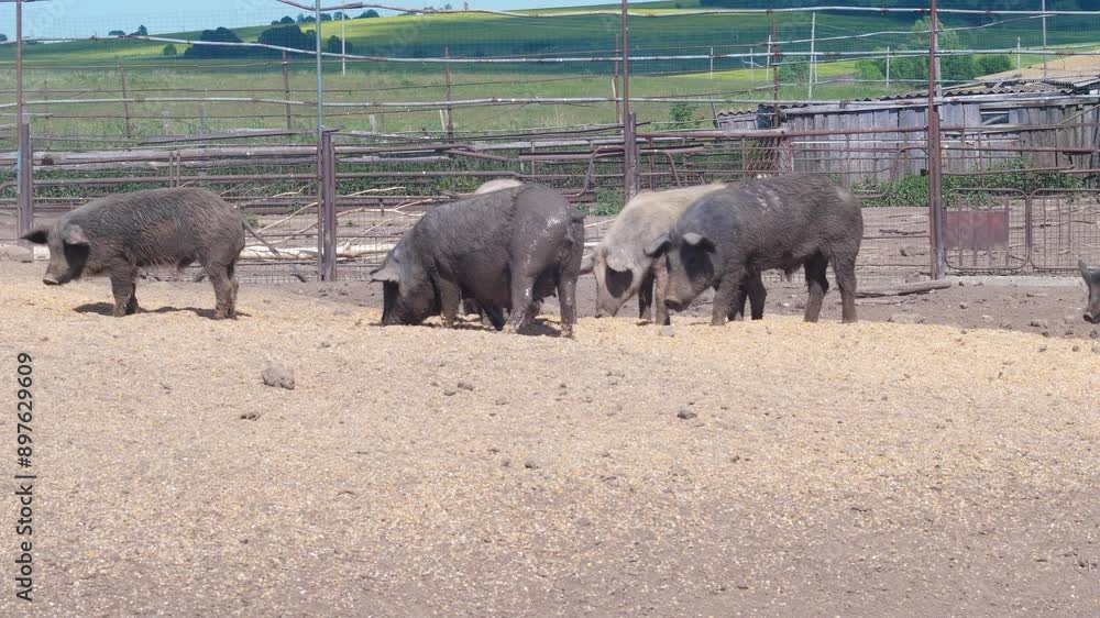 pigs grazing on pasture in an outdoor pen on a summer day, raising pigs on a farm, walking piglets pigs grazing on pasture in an outdoor pen on a summer day, raising pigs on a farm, walking piglets