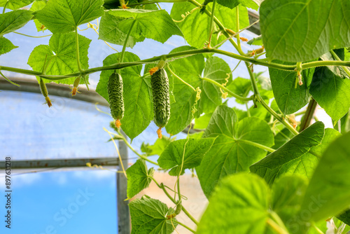 Young short-fruited cucumbers with lumpy skin against a background of blue sky. Ripe cucumbers on a branch in a greenhouse.