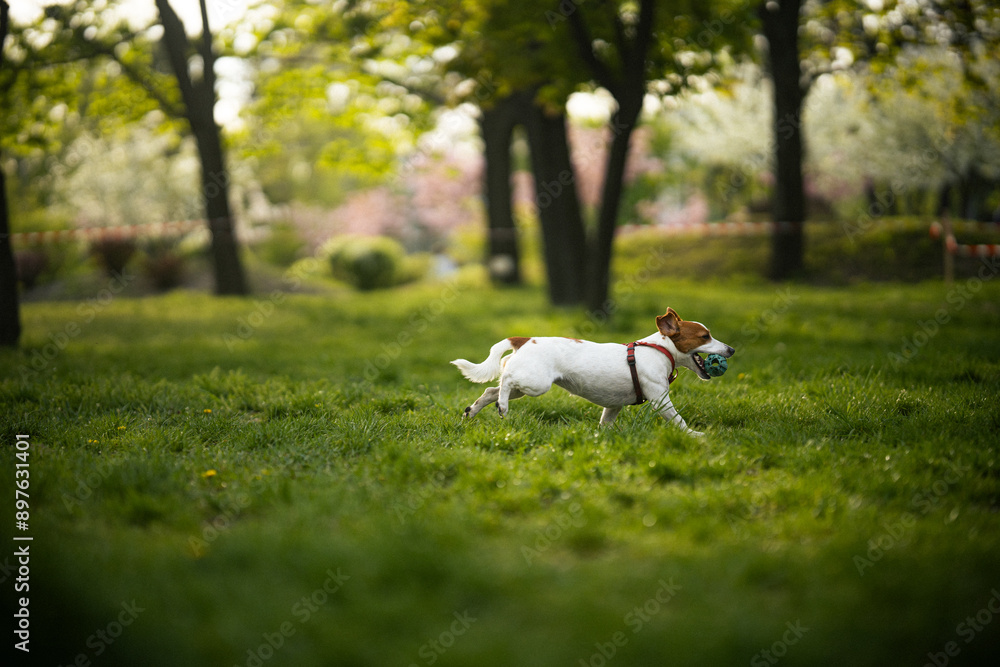 jack russell terrier playing with ball in a park jack russell terrier playing with ball in a park