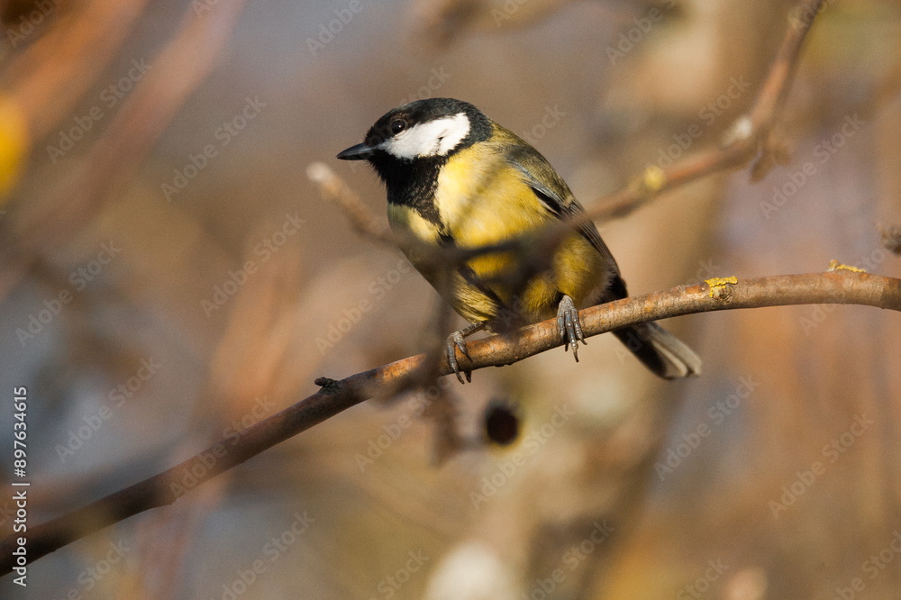 Obraz premium Great Tit Perched on a Branch in Sunlight, Highlighting Its Vibrant Plumage and Natural Elegance in a Serene Woodland Setting