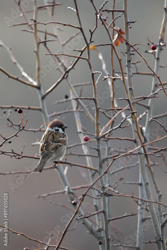 Sparrow Perched Among Branches, Capturing Its Subtle Beauty in a Natural Setting photo