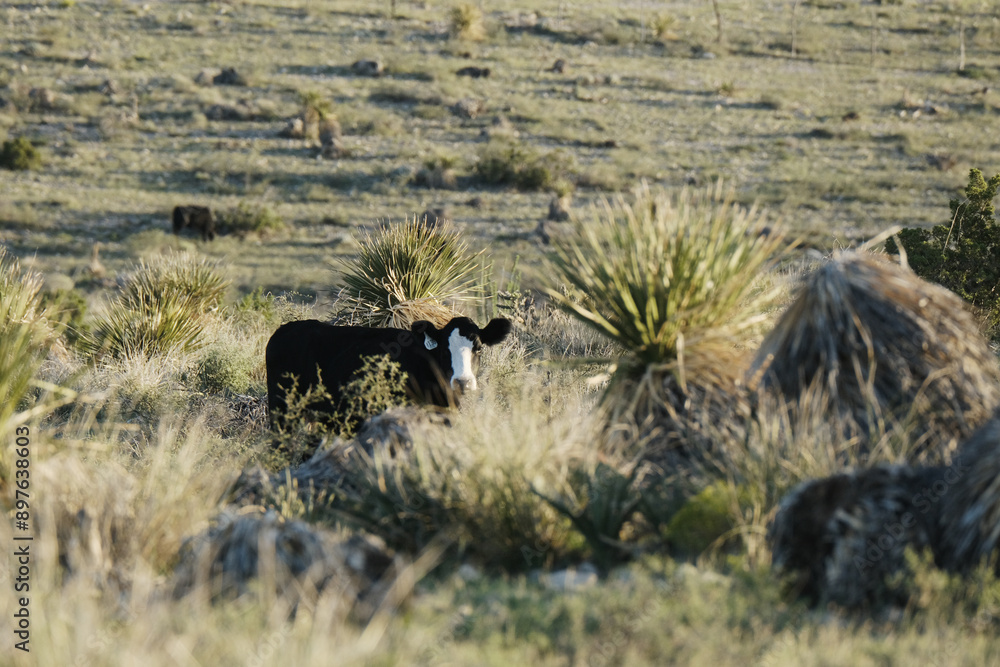 Black beef cow in New Mexico ranch pasture for agriculture. Black beef cow in New Mexico ranch pasture for agriculture.