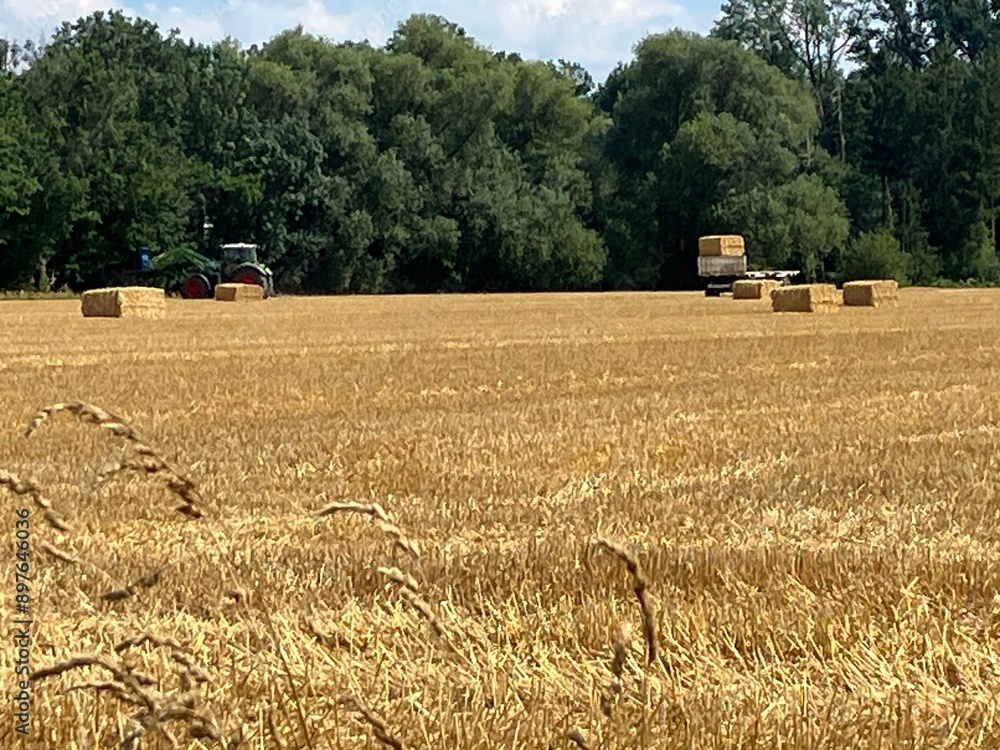 Fototapeta premium Abgeerntetes Kornfeld in Wickede an der Ruhr