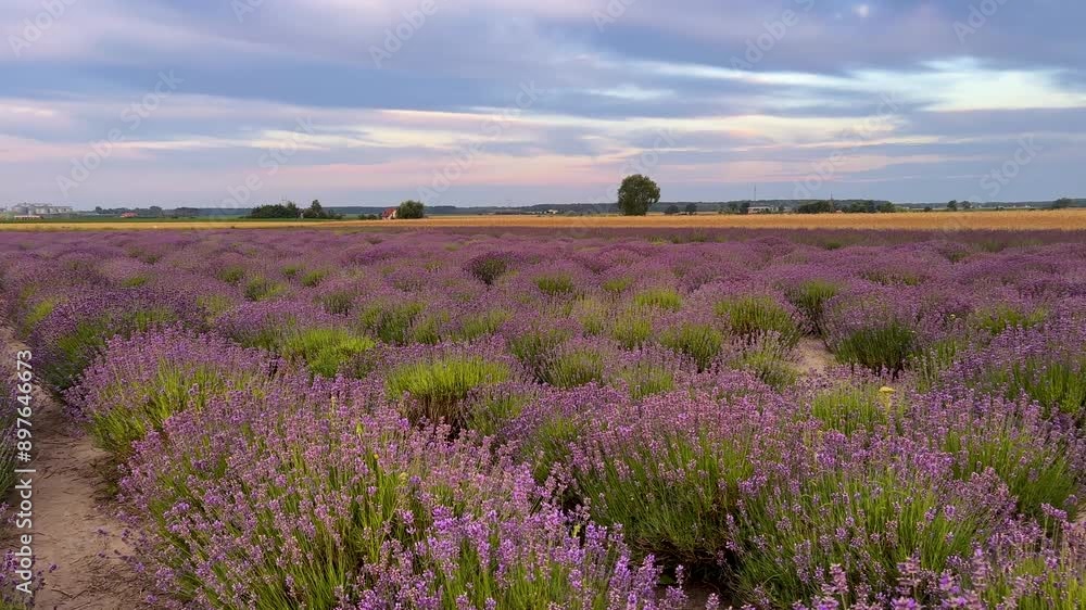 A vast lavender field at dawn with no people.