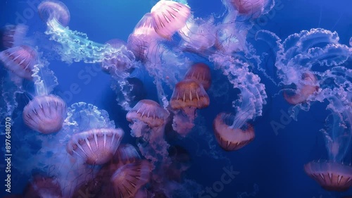 Group of jellyfish floats together in ocean waters. Their delicate forms and flowing tentacles create a captivating underwater dance, highlighting marine life intricate beauty and fluidity.