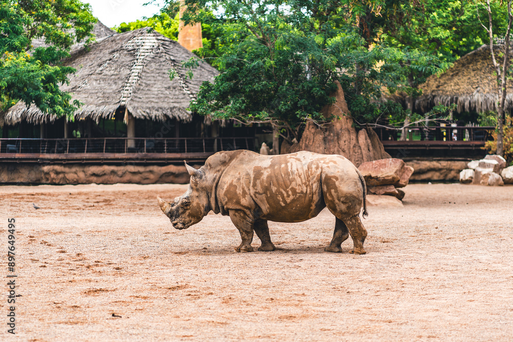 Fototapeta premium Rhino standing on sandy ground with a natural backdrop, emphasizing wildlife in its natural habitat. Captures the majestic presence of this large mammal.