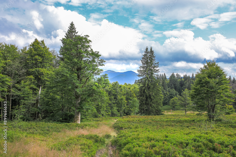 Schachten, die alten Bergweiden, Almen des Bayerischen Wald
