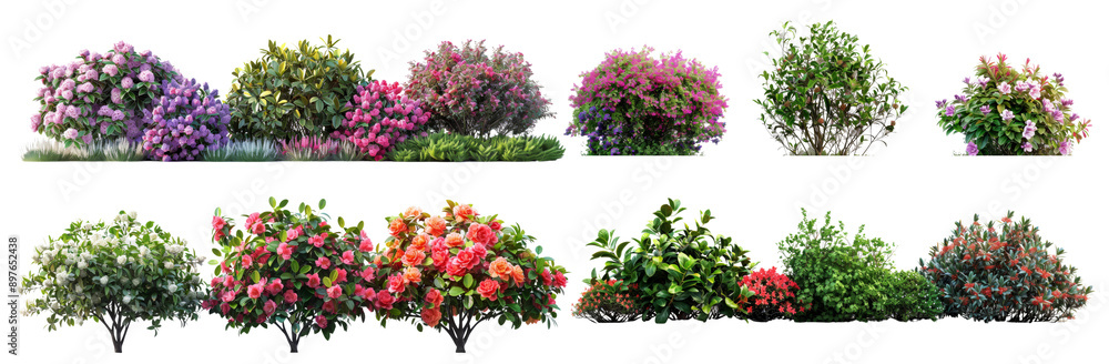 Fototapeta premium Bushes Variety Lavender, Rose, and Rhododendron in Bright Studio Style cut out PNG on transparent 
