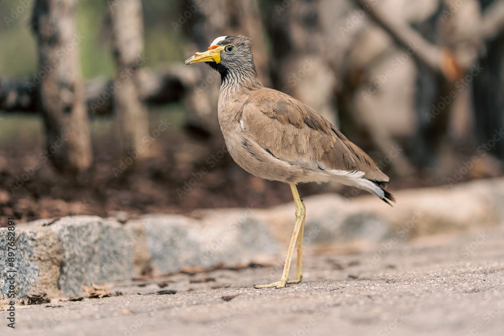 Fototapeta premium Wattled lapwing standing on a path, showcasing its distinctive features and natural behavior. Emphasizes the bird habitat and posture.