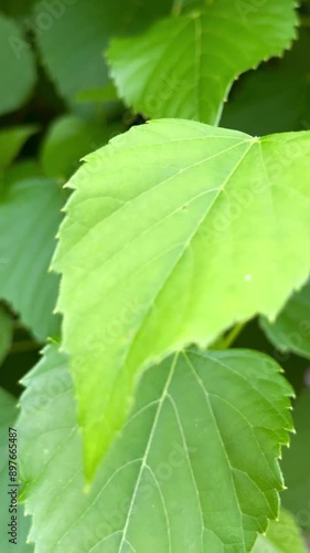Green leaf waving closeup veins calm summer jagged natural background