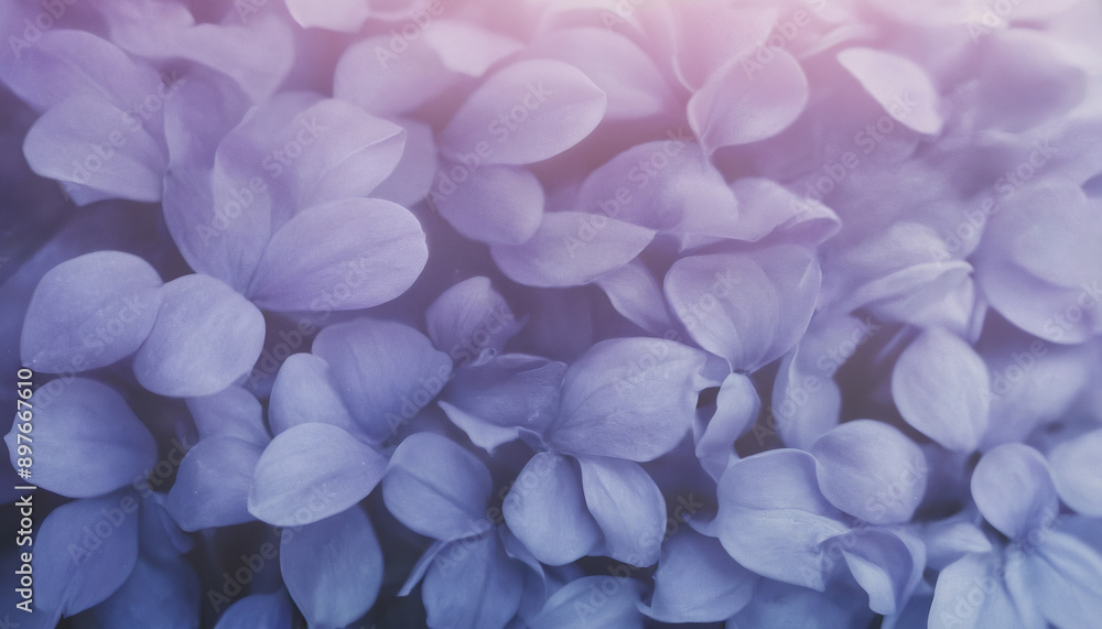 delicate pastel pink, blue and violet spring flowers background delicate pastel pink, blue and violet spring flowers background