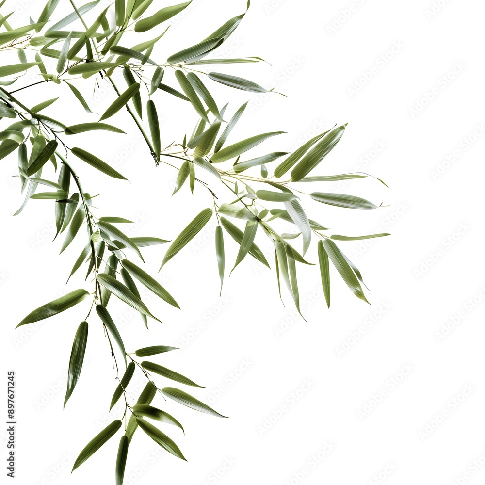 bamboo leaves isolated on white background bamboo leaves isolated on white background