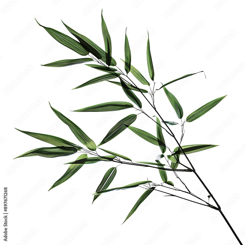 Fototapeta premium bamboo leaves isolated on white background