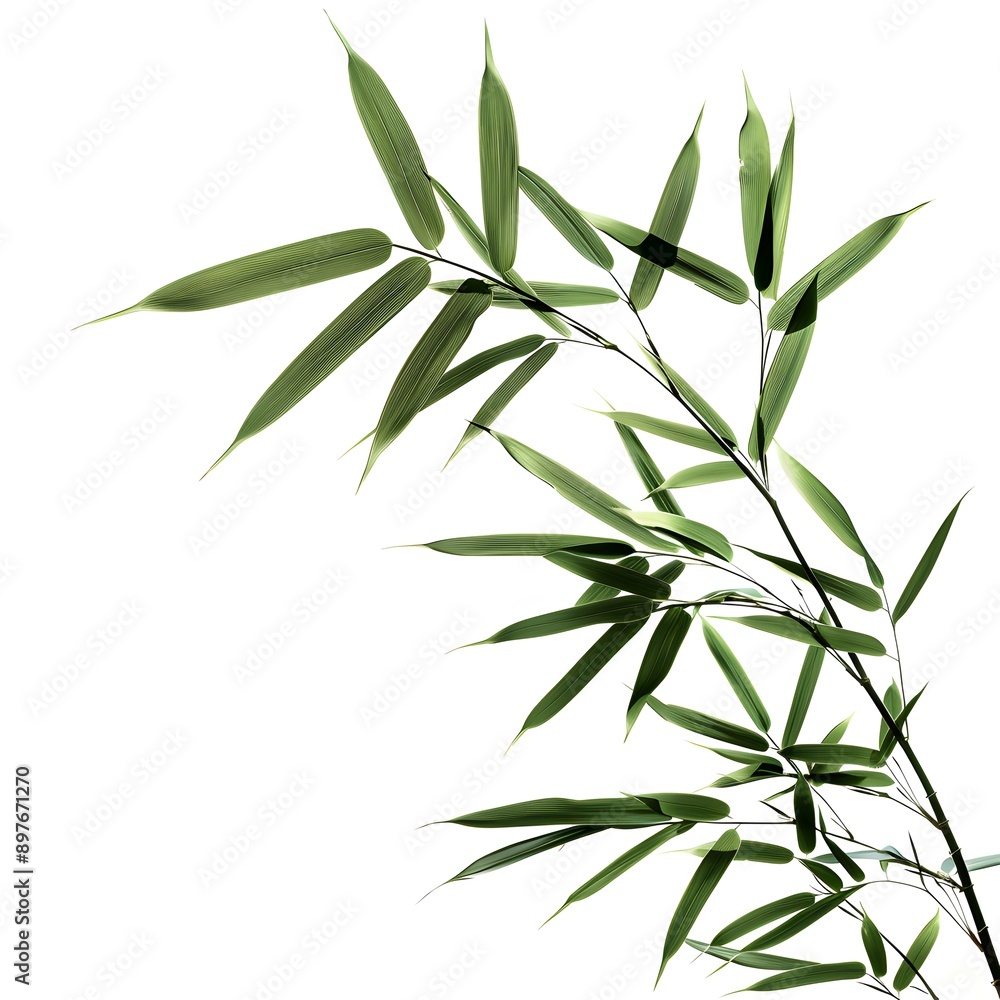 bamboo leaves isolated on white background bamboo leaves isolated on white background