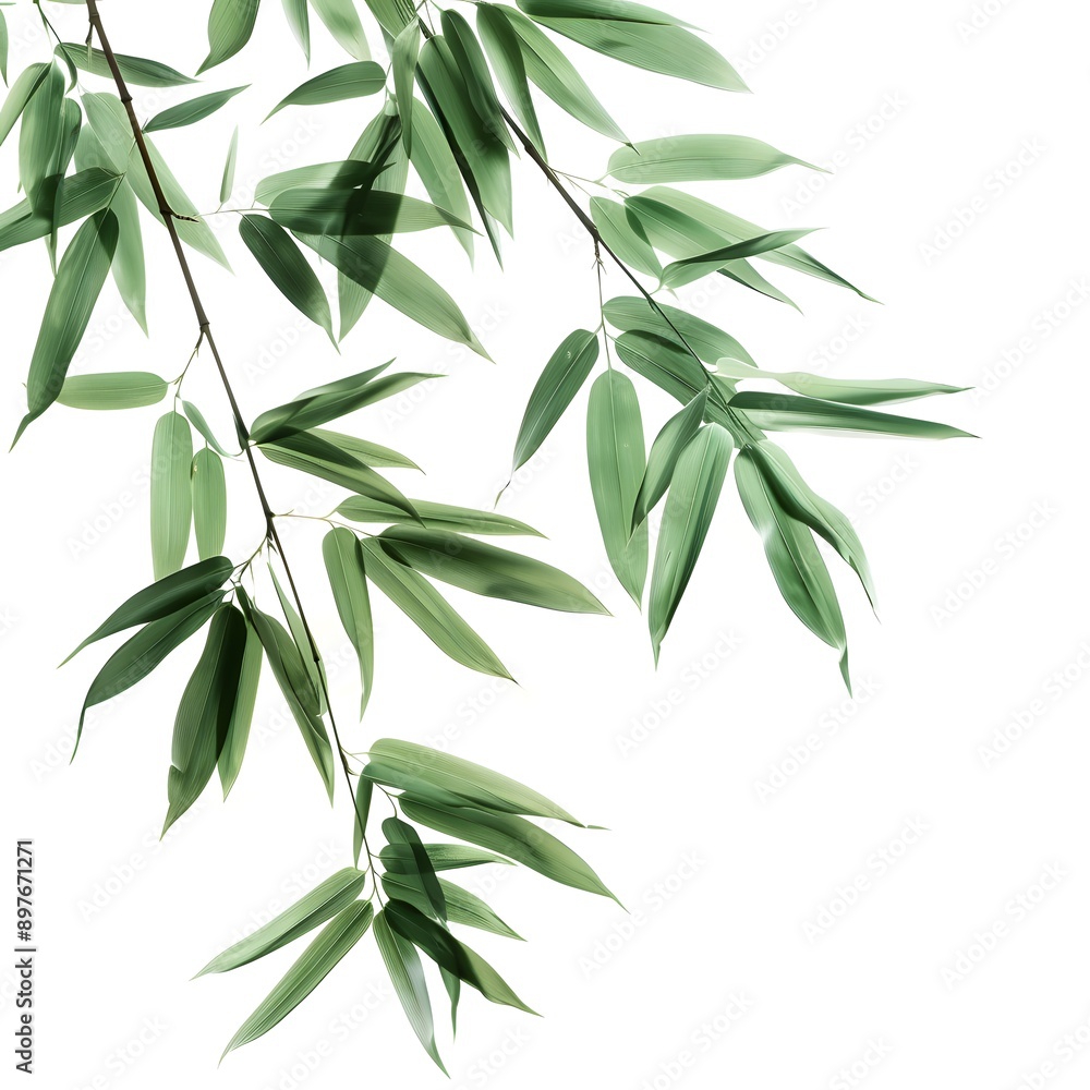 bamboo leaves isolated on white background bamboo leaves isolated on white background