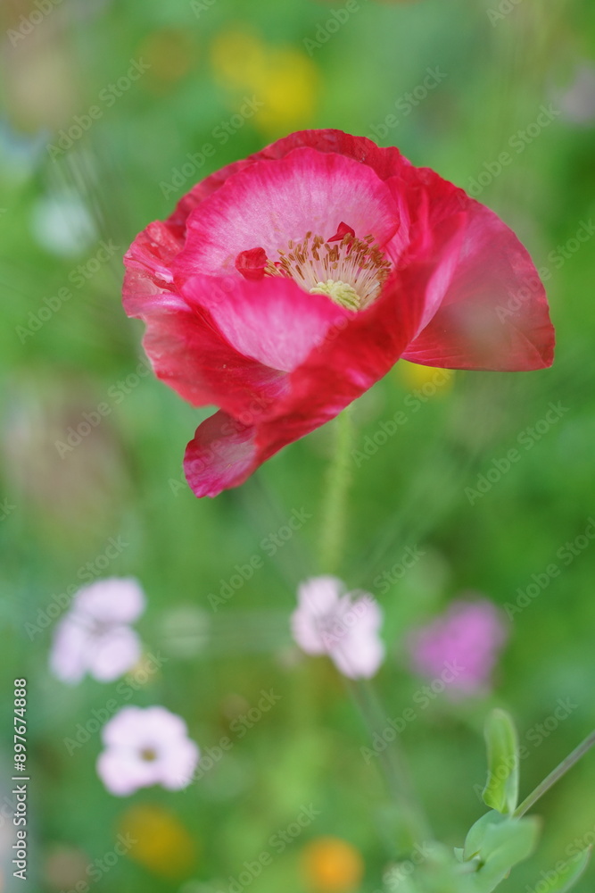 Papaver nudicaule Papaver nudicaule