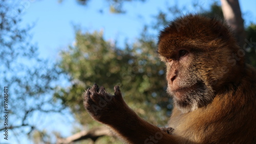 macaque looking at hand