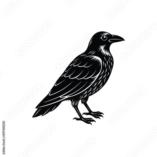 blackbird isolated on white background bird, nature, animal, wildlife, crow, black, wild, sparrow, isolated, beak, birds, blackbird, feathers, feather, white, green, branch, raven, jackdaw, brown, roo