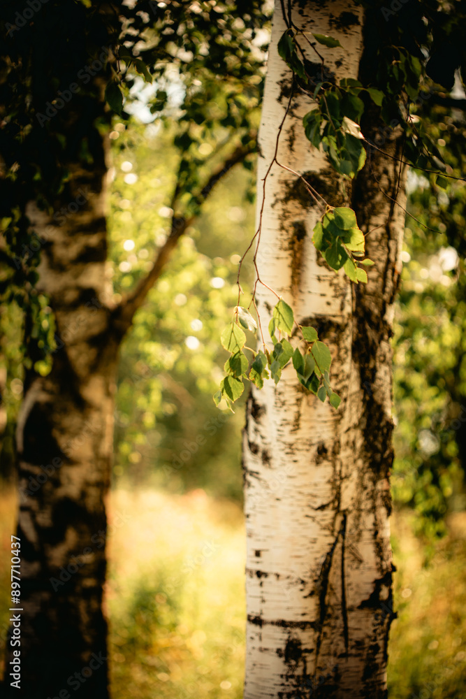 Obraz premium A beautiful birch tree, with its green leaves illuminated by the warm summer sunlight, stands proudly.