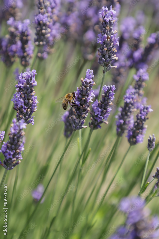 Obraz premium bee on the lavender flower