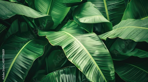 Close-up of lush green tropical leaves, showcasing their detailed textures and vibrant hues photo