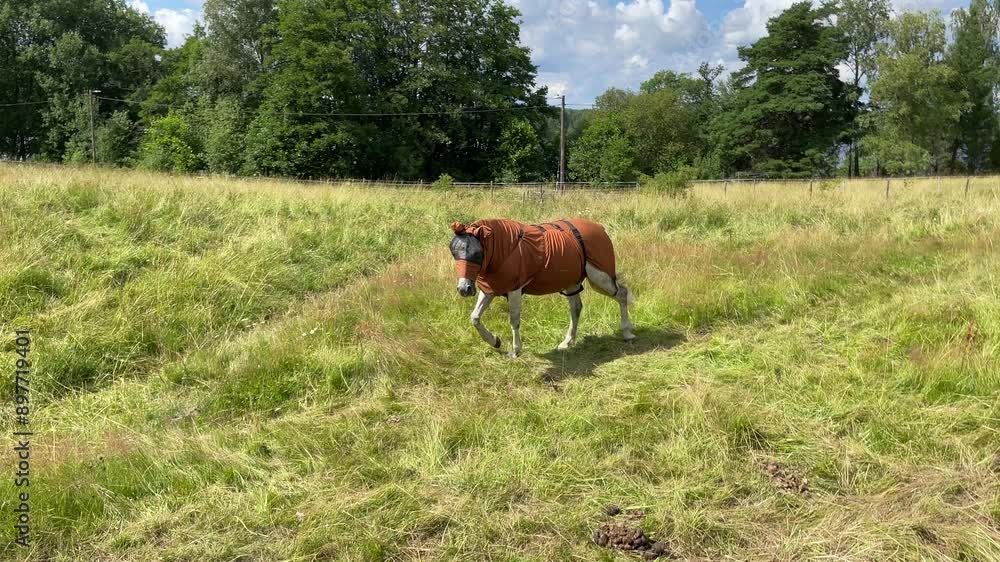 Horse walking free with a blanket for protection against bugs. Lejondals nature reserve, Stockholm, Sweden. Horse walking free with a blanket for protection against bugs. Lejondals nature reserve, Stockholm, Sweden.