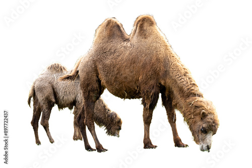 Canvas Print Mother and camel calf grazing in the grass