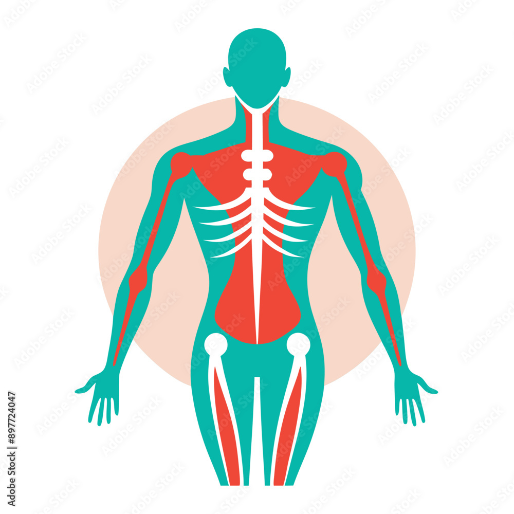 Musculoskeletal system icon on a white background Musculoskeletal system icon on a white background