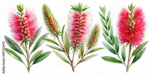 Fototapeta Naklejka Na Ścianę i Meble -  Watercolor Illustration of Pink Bottlebrush Flowers, botanical art, flowers, greenery, watercolor painting, Australia