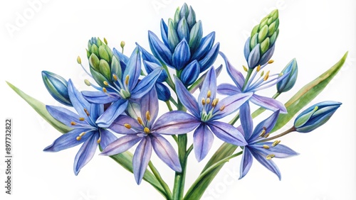 Fototapeta Naklejka Na Ścianę i Meble -  Watercolor Painting of a Blue Camas Flower Bouquet, Watercolor, Flower, Blue, Camas , Spring