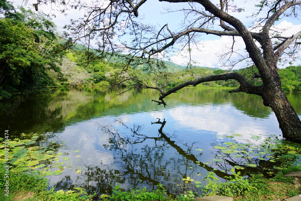Mirror reflection of vegetation in the water of a lake. Beautiful landscape reflection Mirror reflection of vegetation in the water of a lake. Beautiful landscape reflection