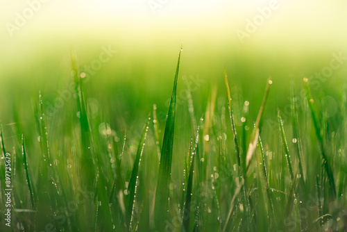 Morning Dew drops in the leaves (tetesan embun pagi hari di daun) 