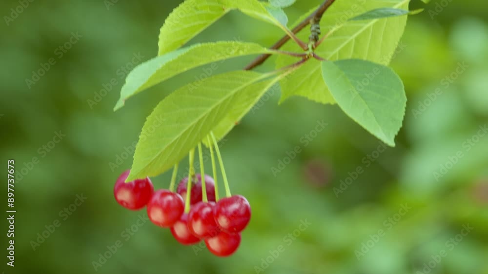 The cherry tree sways on its branch in the wind. Bunch of cherries on a tree branch sways in the wind. Red cherry berries hang on a branch. Branch of ripe cherries on a tree in a garden. The cherry tree sways on its branch in the wind. Bunch of cherries on a tree branch sways in the wind. Red cherry berries hang on a branch. Branch of ripe cherries on a tree in a garden.