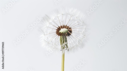 Wallpaper Mural A fluffy dandelion on a plain white background Torontodigital.ca