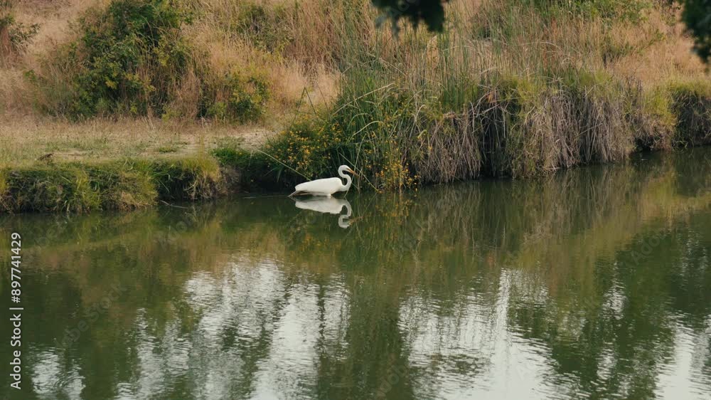 Egret hunting on shore of a waterway Egret hunting on shore of a waterway