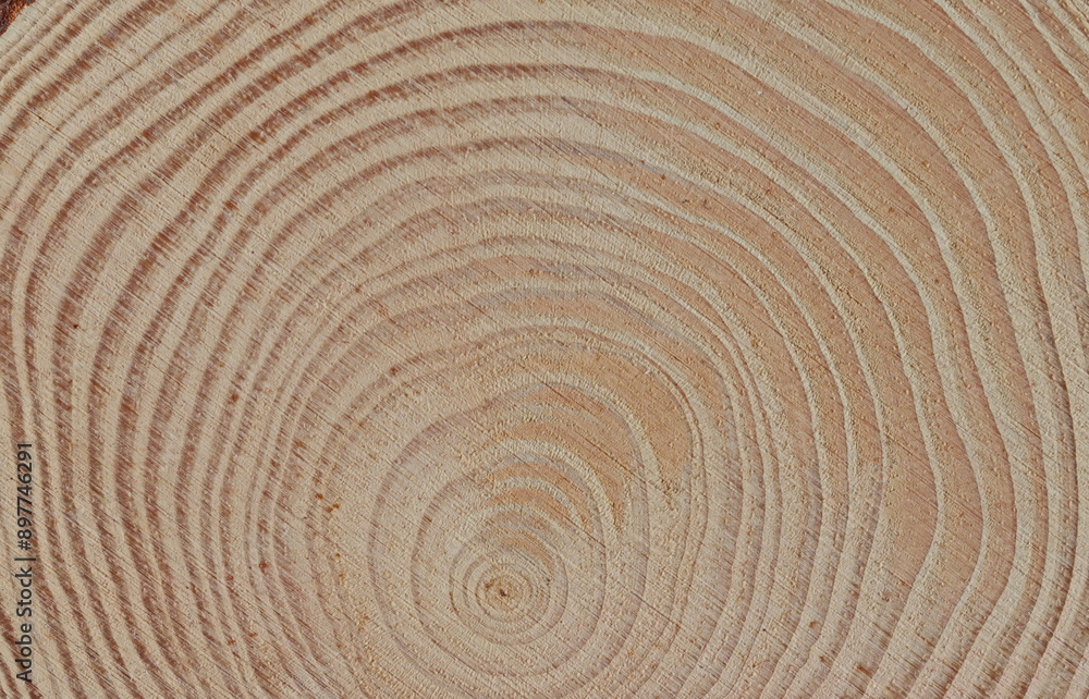 Wood texture of cut tree trunk, cross section of tree Wood texture of cut tree trunk, cross section of tree