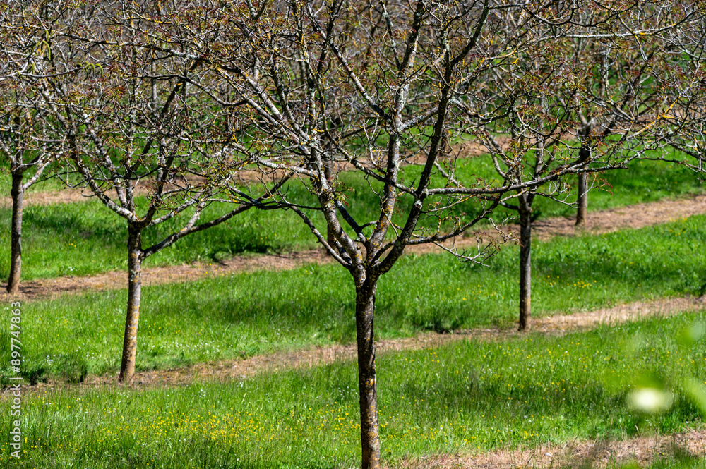 Plantation of high-quality PDO certified walnuts trees in Perigord Limousin Regional Natural Park, Dordogne, France in spring Plantation of high-quality PDO certified walnuts trees in Perigord Limousin Regional Natural Park, Dordogne, France in spring