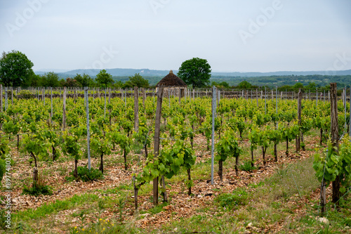 Vineyards near Rocamadour touristic city, making of red dry Amadour wine consists of Merlot and Malbec grape varieties, Dordogne, France photo