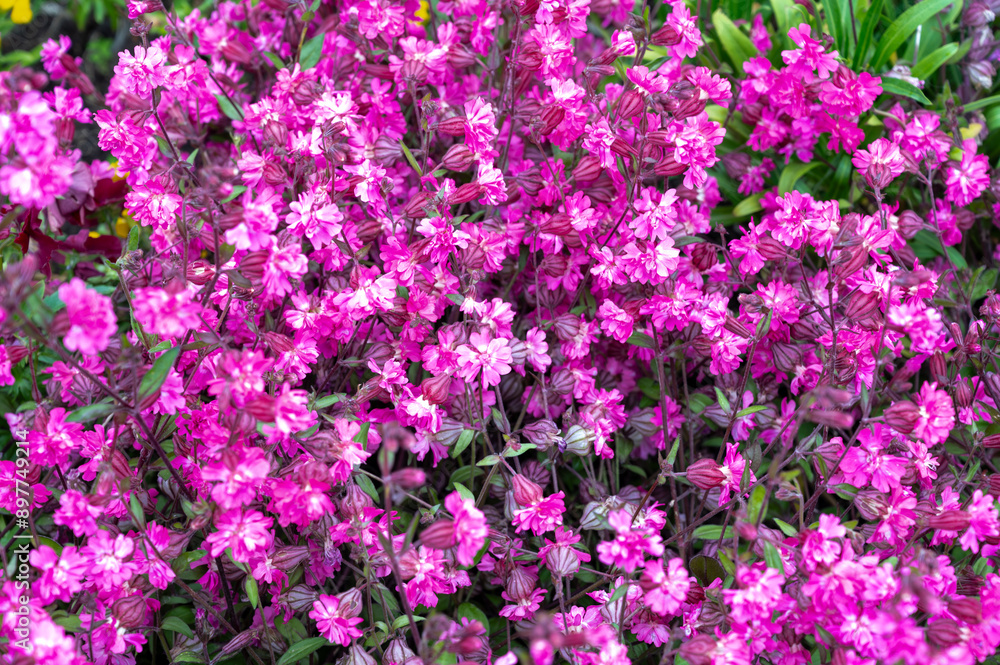 Pink blossom of Silene pendula catchfly ornamental plant in garden Pink blossom of Silene pendula catchfly ornamental plant in garden