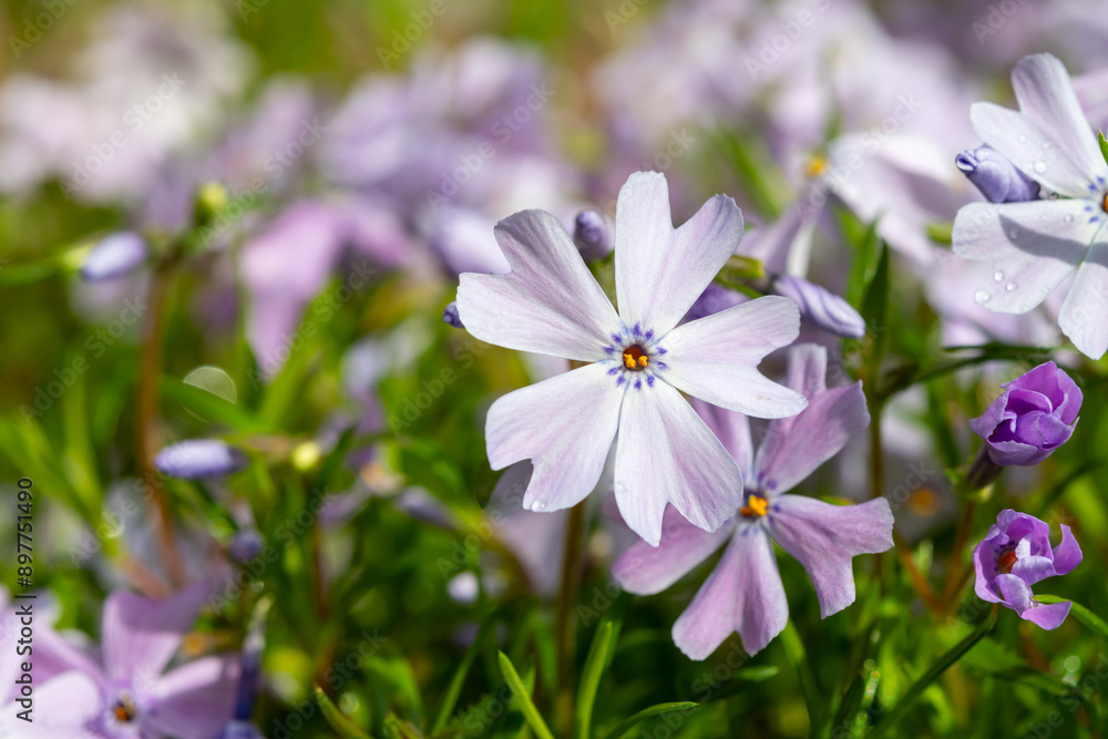 Spring blossom of mountain emerald blue creeping phlox subulata in garden Spring blossom of mountain emerald blue creeping phlox subulata in garden