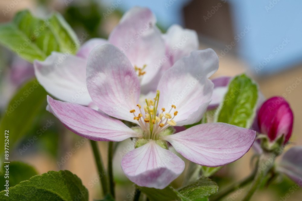 Spring pink blossom of apple trees in orchard, fruit region Haspengouw in Belgium, close up Spring pink blossom of apple trees in orchard, fruit region Haspengouw in Belgium, close up