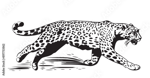 Leopard . Black and white graphic. Vector illustration on white isolated background. Good for packaging, tattoo, and t-shirt designs.