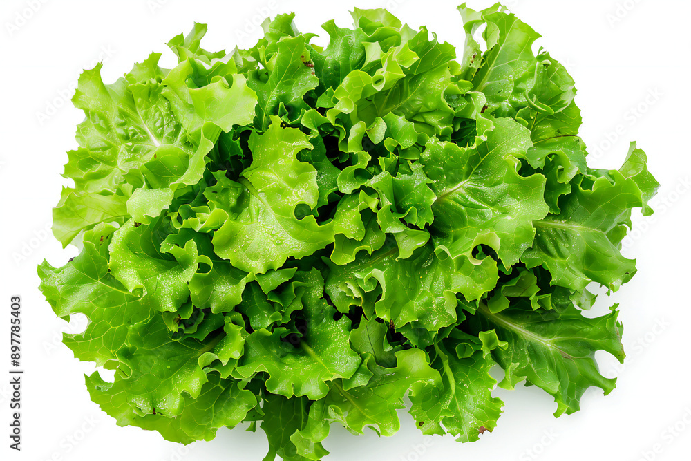 Fresh Crisp Lettuce on White Background for Healthy Eating and Food Preparation Fresh Crisp Lettuce on White Background for Healthy Eating and Food Preparation