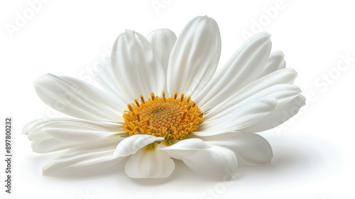 Isolated Daisy Marguerite on White Background with Clipping Path